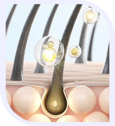 Inside of a Hair Fossicles